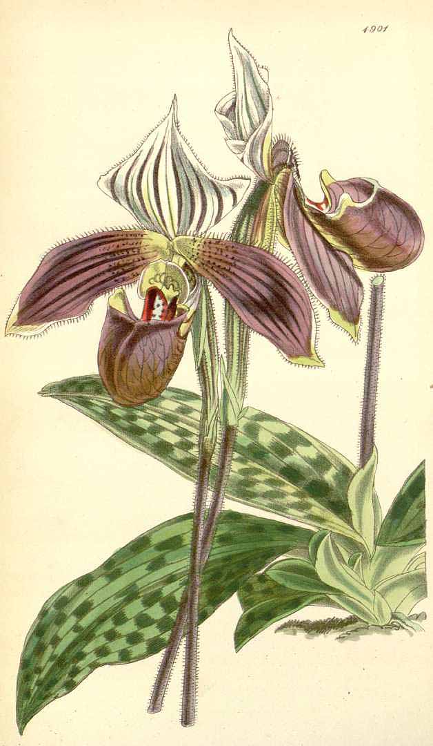 no HD illustration available (3)