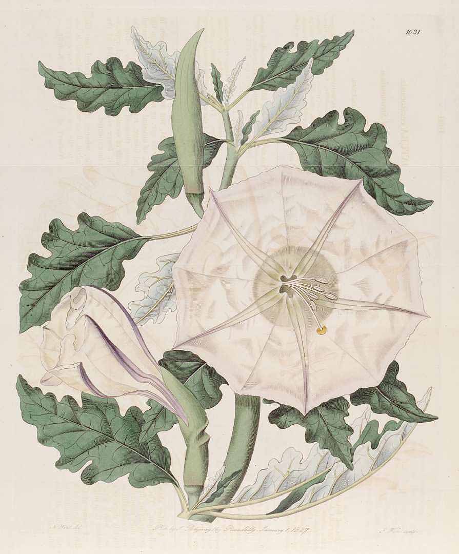 no HD illustration available (3)