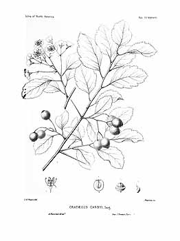 no HD illustration available (4)