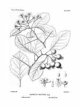 no HD illustration available (4)