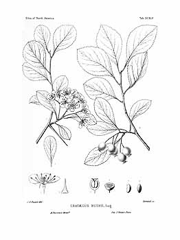 no HD illustration available (4)