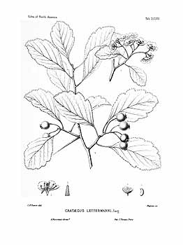 no HD illustration available (4)