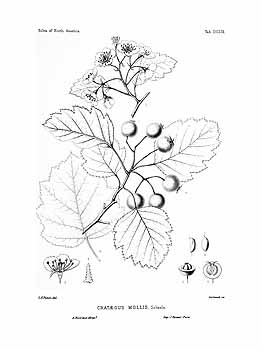 no HD illustration available (4)