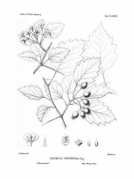 no HD illustration available (4)