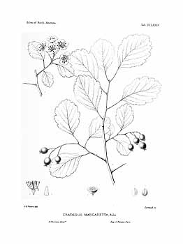 no HD illustration available (4)