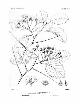 no HD illustration available (4)