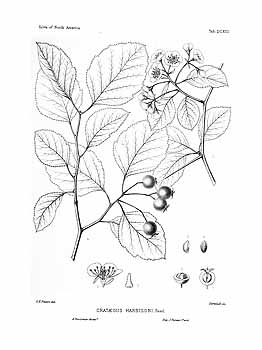 no HD illustration available (4)