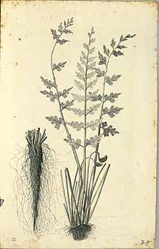 no HD illustration available (4)