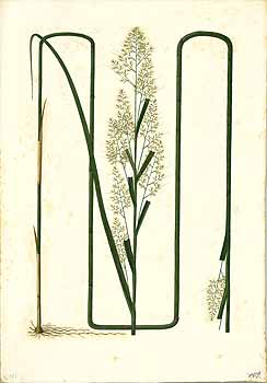 no HD illustration available (4)