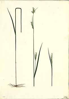 no HD illustration available (4)