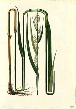 no HD illustration available (4)