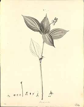 no HD illustration available (4)