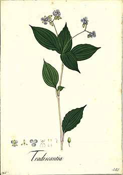 no HD illustration available (4)