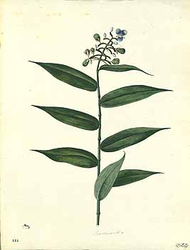 no HD illustration available (4)