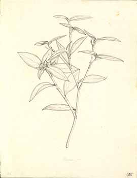 no HD illustration available (4)