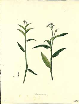 no HD illustration available (4)