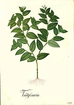 no HD illustration available (4)