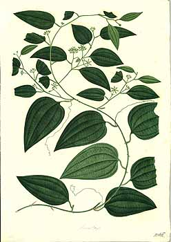 no HD illustration available (4)