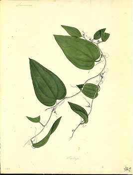 no HD illustration available (4)