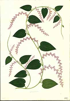 no HD illustration available (4)