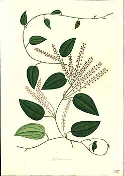 no HD illustration available (4)