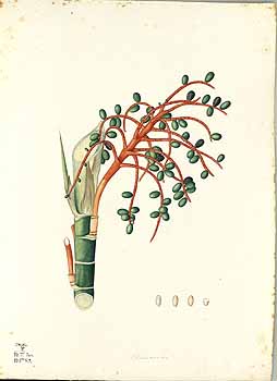 no HD illustration available (4)