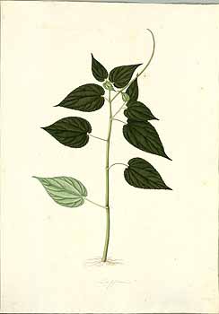 no HD illustration available (4)