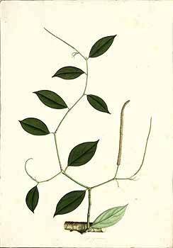 no HD illustration available (4)