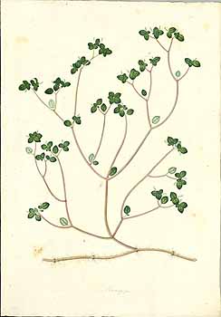 no HD illustration available (4)