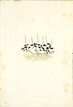 no HD illustration available (4)