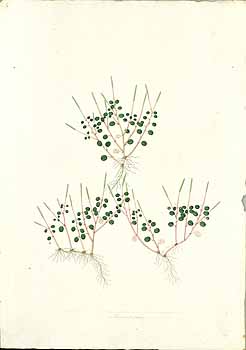 no HD illustration available (4)