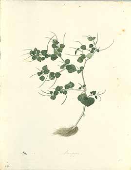 no HD illustration available (4)