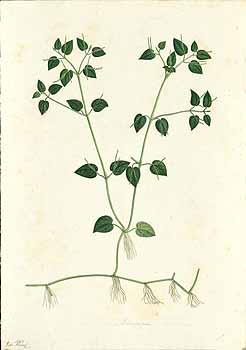 no HD illustration available (4)