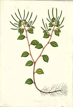 no HD illustration available (4)