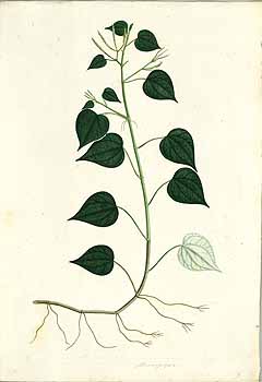 no HD illustration available (4)