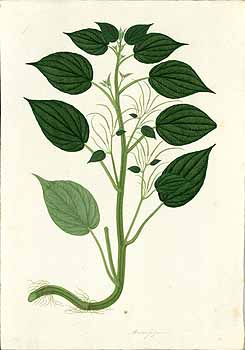 no HD illustration available (4)