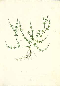 no HD illustration available (4)