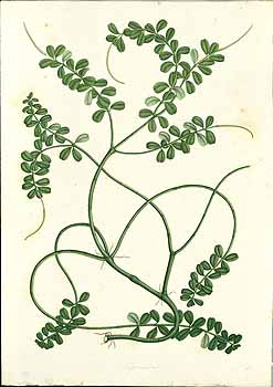 no HD illustration available (4)