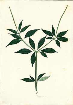 no HD illustration available (4)