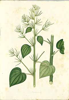 no HD illustration available (4)