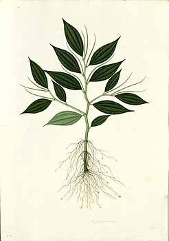 no HD illustration available (4)