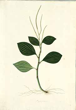 no HD illustration available (4)