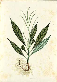 no HD illustration available (4)