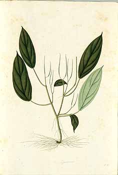 no HD illustration available (4)