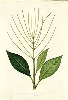 no HD illustration available (4)