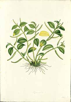 no HD illustration available (4)