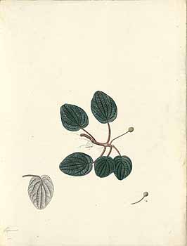 no HD illustration available (4)