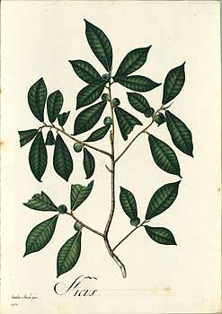 no HD illustration available (4)