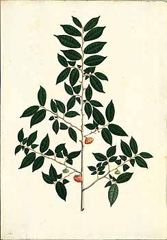 no HD illustration available (4)