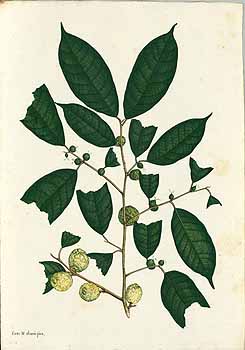 no HD illustration available (4)